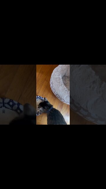 Good time! Feeding 4 cat