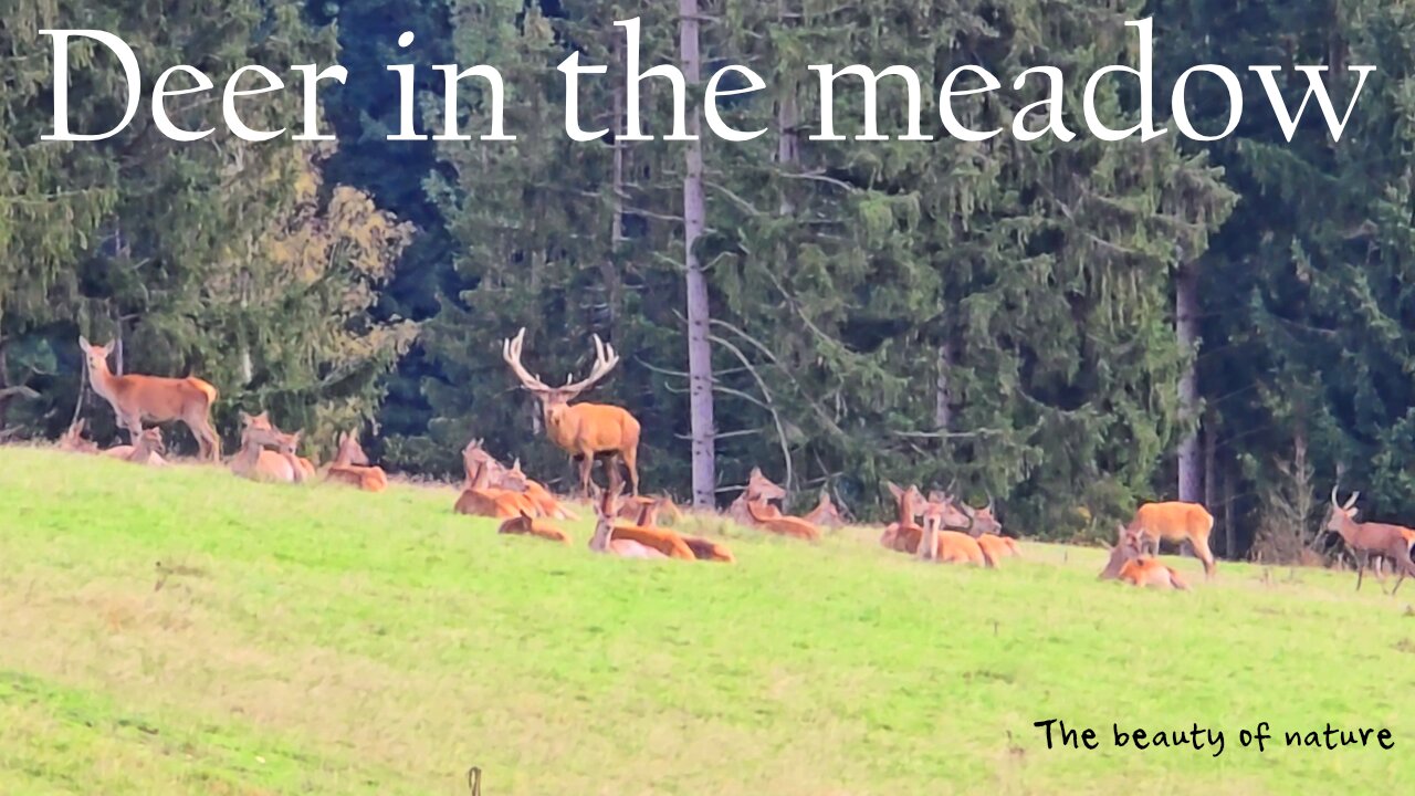 Deer in the enclosure / beautiful animals in the meadow.