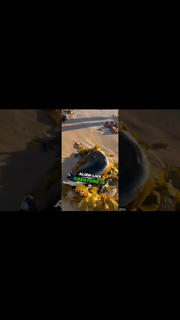 unusual creature washed ashore at Australia's Bondi Beach #MysteriousCreature #BondiBeachMystery