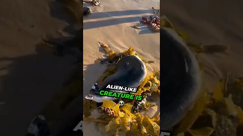 unusual creature washed ashore at Australia's Bondi Beach #MysteriousCreature #BondiBeachMystery