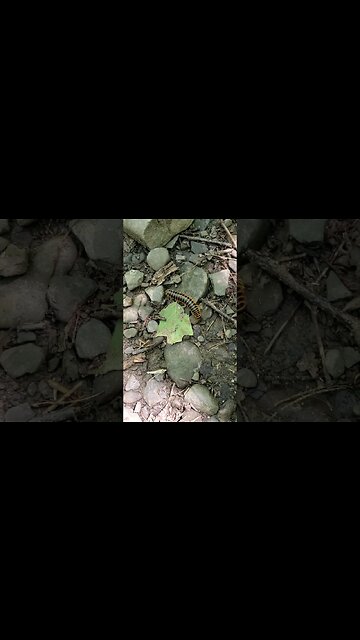 dinner waks in!! #coins #buttons #metaldetecting #silver #battlefield #civilwar #trending #relics