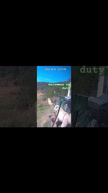 Farm surveillance. Maremma livestock guardian dogs