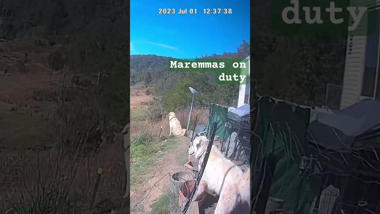 Farm surveillance. Maremma livestock guardian dogs