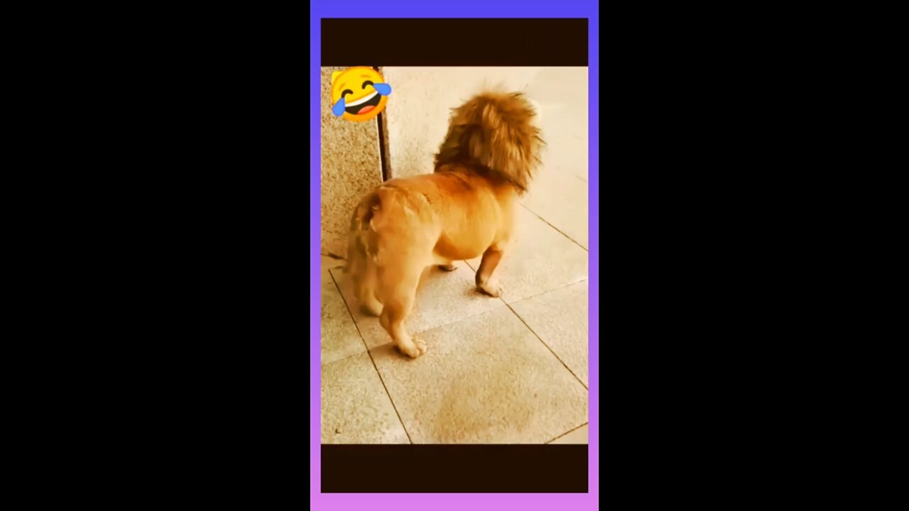 Funny pets videos🤣🤣