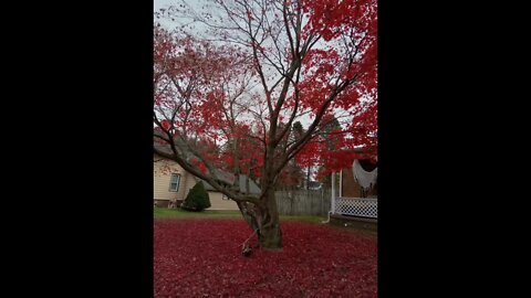 Fall Leaves, Heart Shaped Leaf 💛