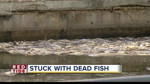 Homeowners tired of dead fish clogging canals