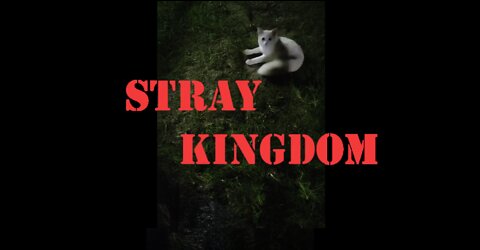 Stray kingdom