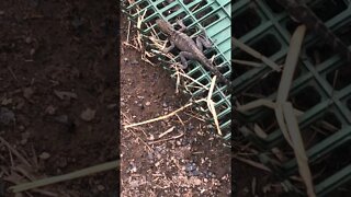 Lizard freezes and plays dead when terrified - Part II. He left when I wasn't looking
