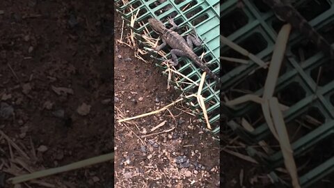 Lizard freezes and plays dead when terrified - Part II. He left when I wasn't looking