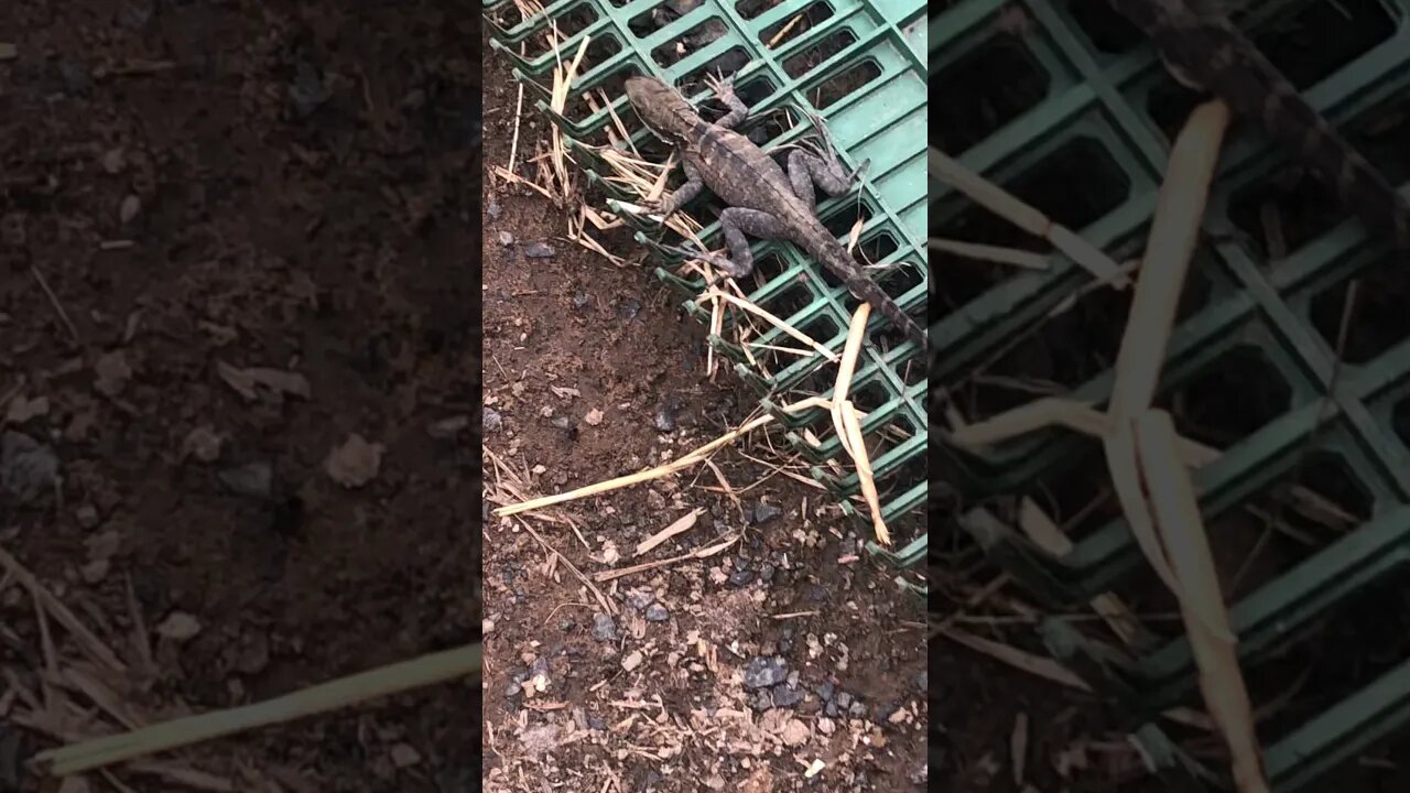 Lizard freezes and plays dead when terrified - Part II. He left when I wasn't looking