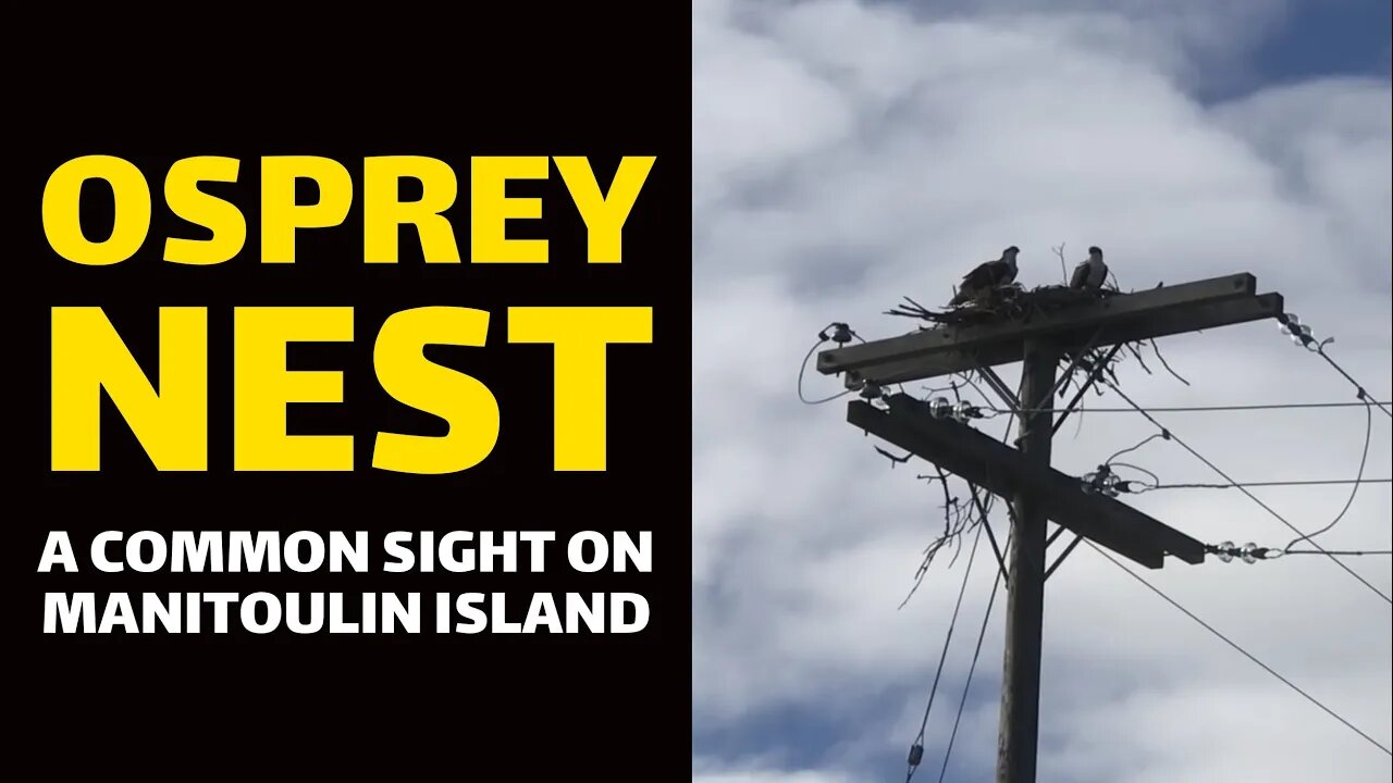 OSPREY NEST: A Common Sight on Manitoulin Island