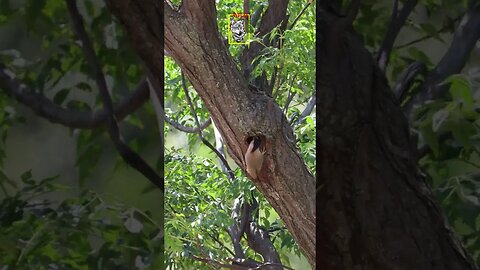 Brahminy mynna feeding her chicks #brahminymyna #Nestling #chicksfeed #conservationist #Wildpak