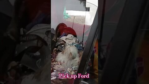 Pick UP - Ford com direito a dogineo
