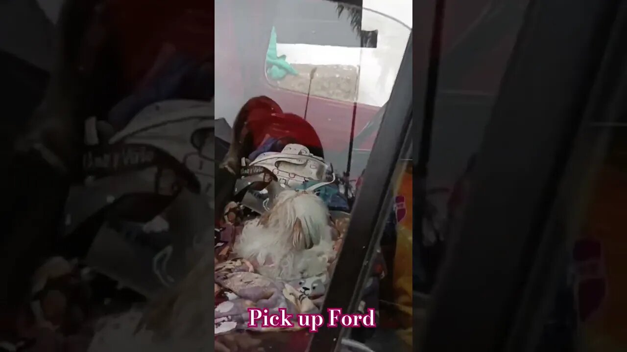 Pick UP - Ford com direito a dogineo