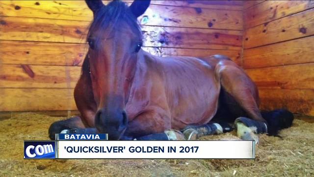 Quicksilver: The Golden Horse