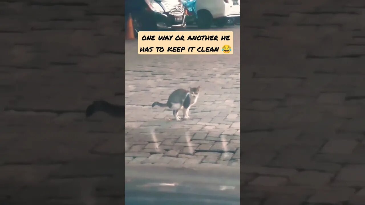city Cat life 😂Cleaned 😂 Done 😂#shorts #cat #funny