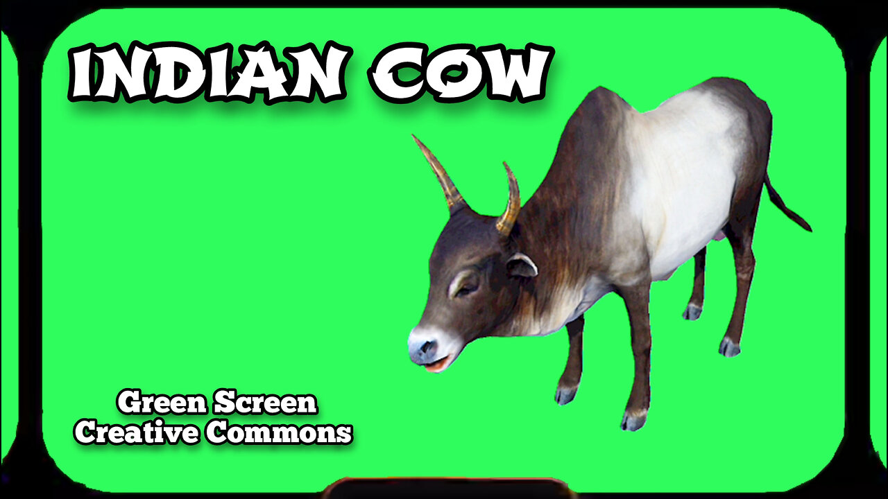 INDIAN COW green screen animation. GREEN SCREEN video footage.