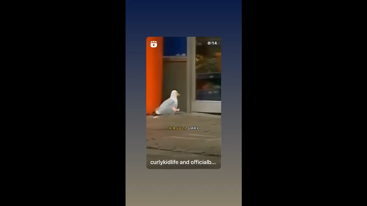 Seagull On The Rob!!!