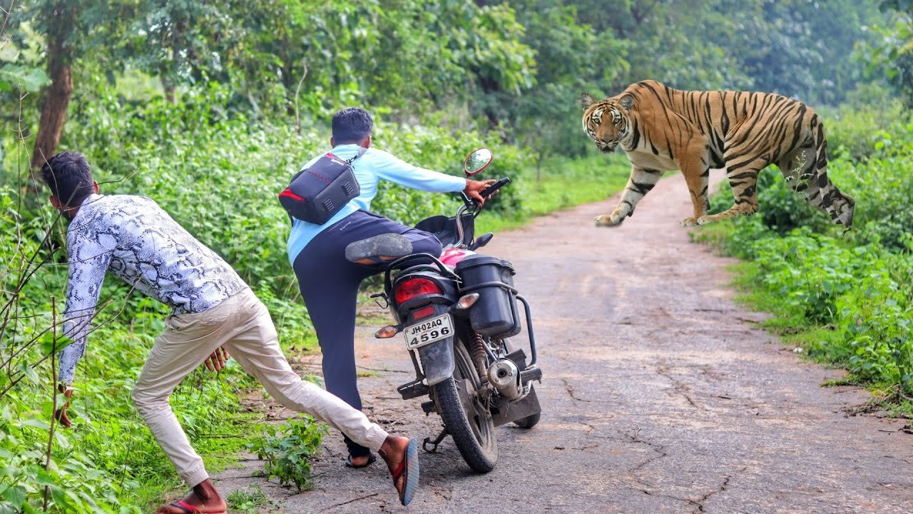 tiger attack man in the forest | tiger attack in jungle, royal bengal tiger attack.