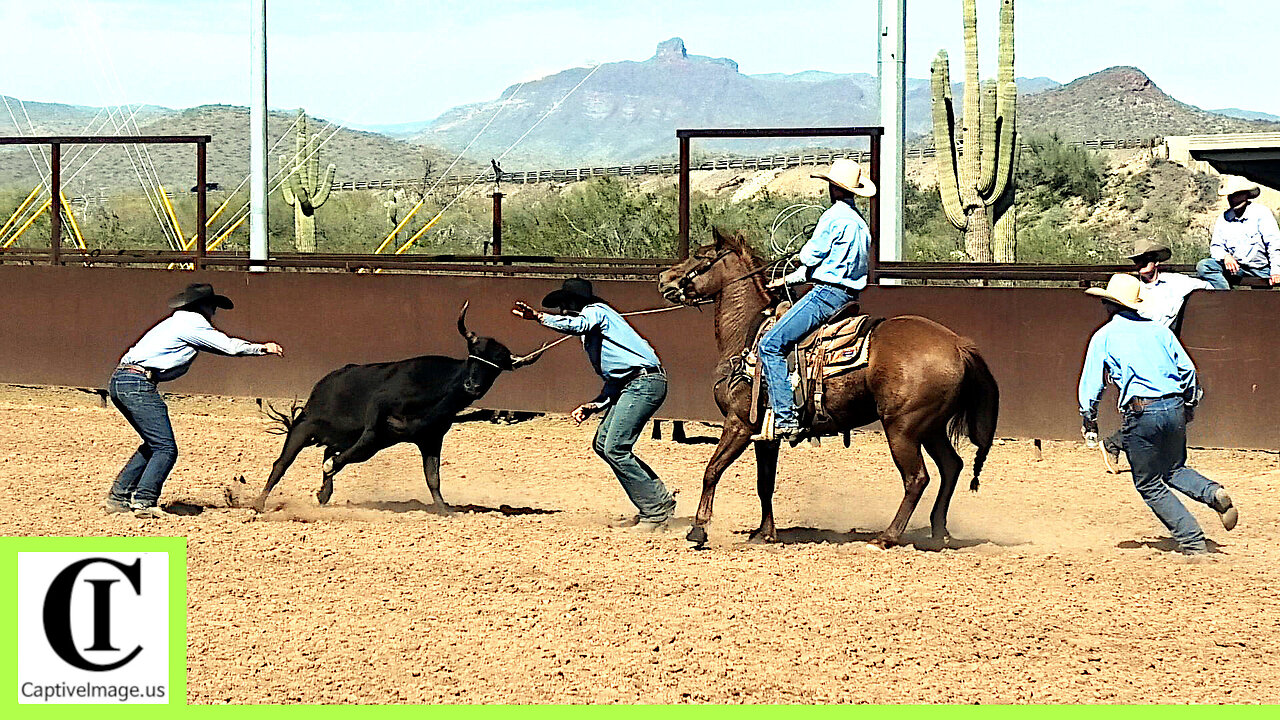 Wild Cow Milking - 2024 Lowell Goemmer Memorial Rodeo