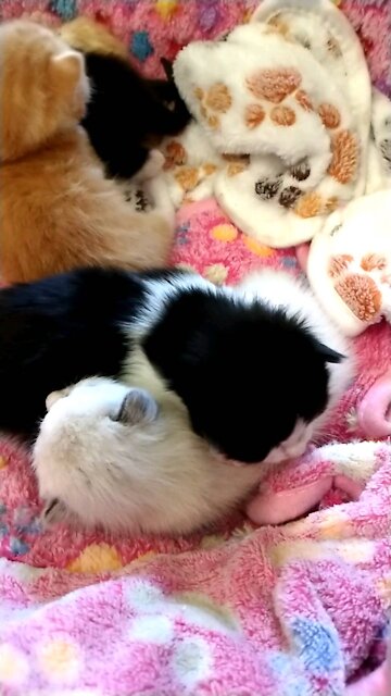 SUPER CUTE sleepy baby kittens