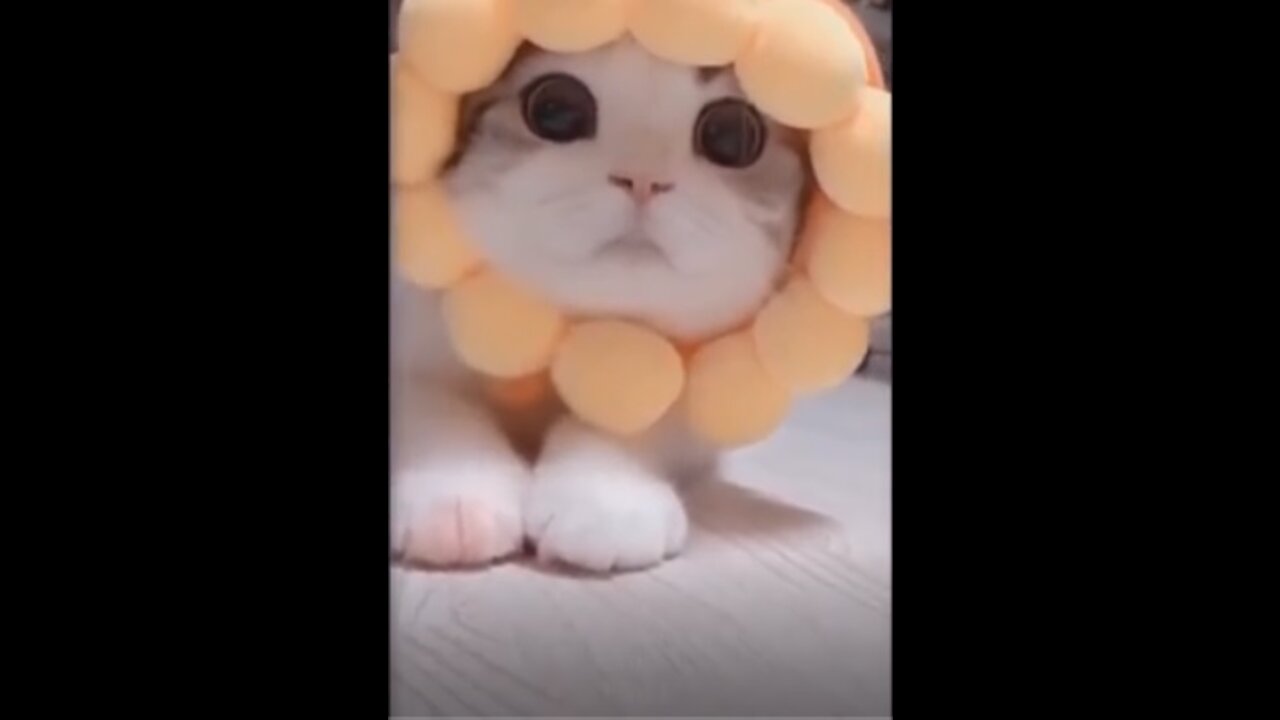 Animais de estimação lindos e bonitos. Melhore seu dia com esses animais de estimação! 💗