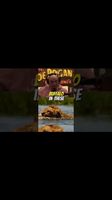 ISLAND STORY : JOE ROGAN & MIKE TYSON