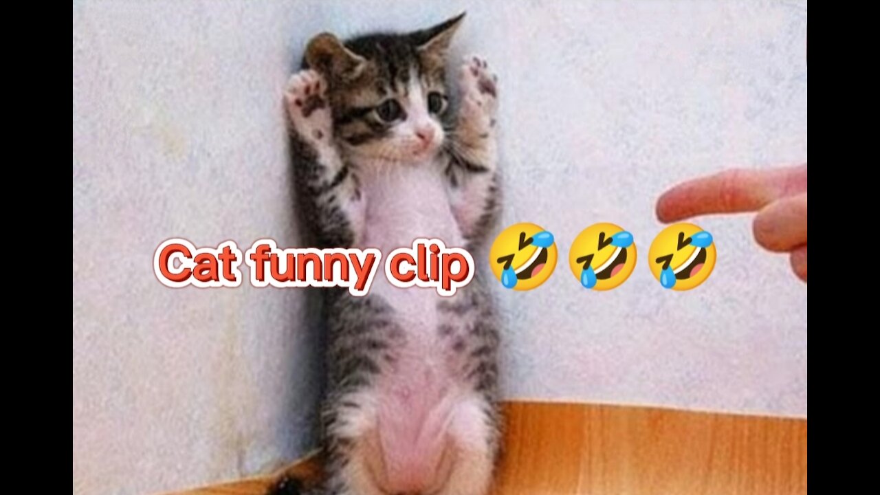 Funny cat clips