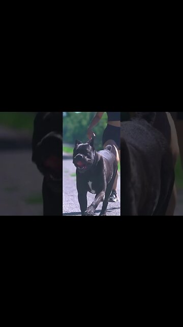 Can She Outrun a Cane Corso? #dog #shorts #dogmom
