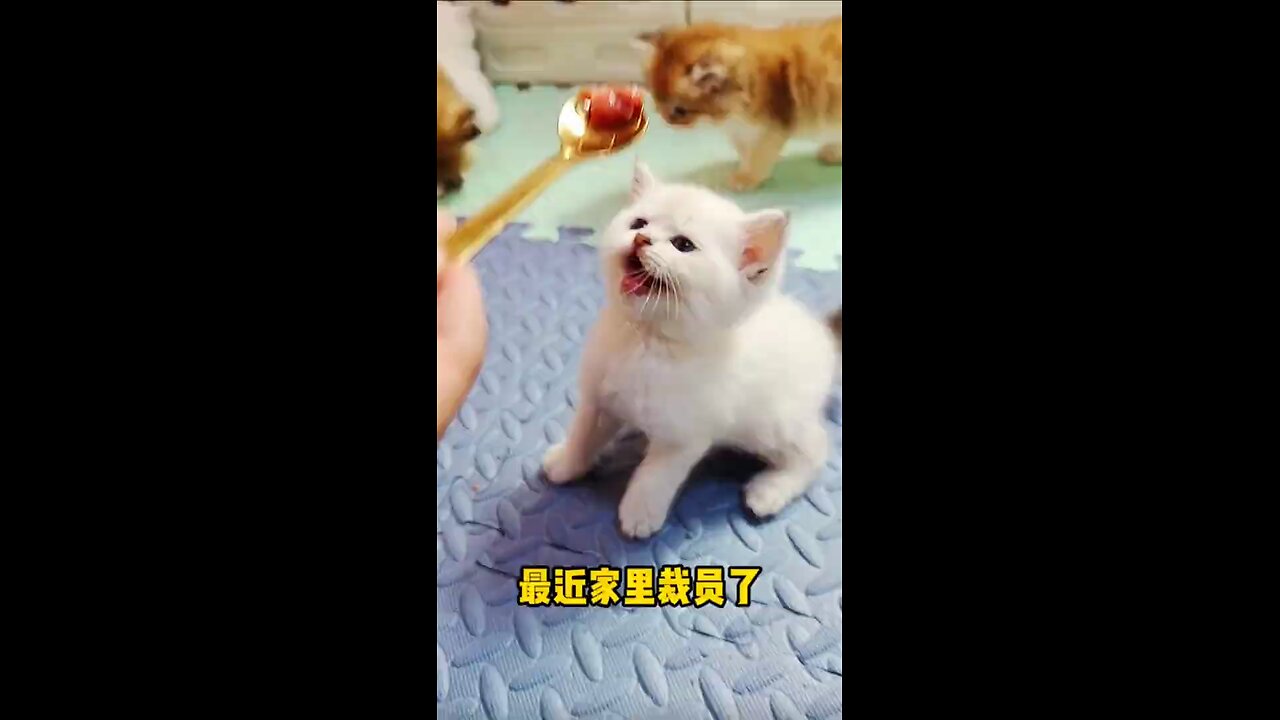 Little cats cute and funny videos @pets @funnycats @shorts @cats_Full-HD(4)