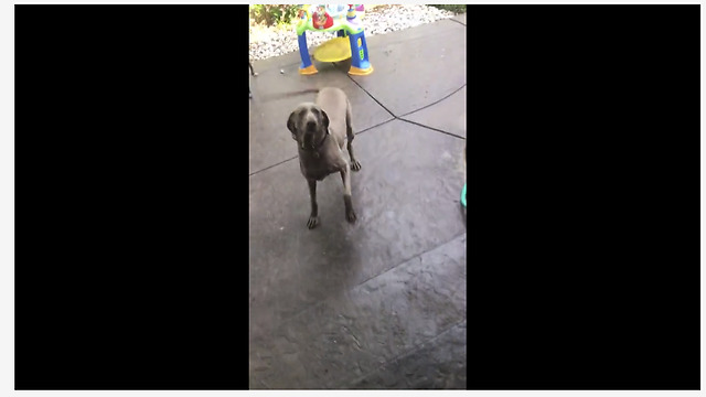 Over Excited Dog Spins In Circles While Waiting For Her Meal