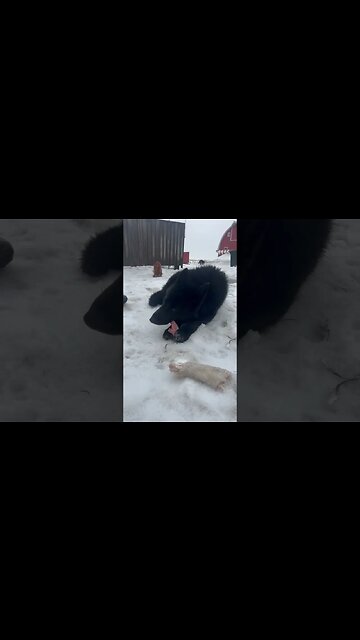 Raw Feeding Snack Time! #rawfeeding #lycanshepherd #shepherdmix