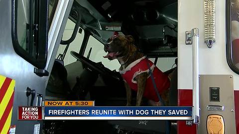 Dog that survived arson meets firefighters that saved her