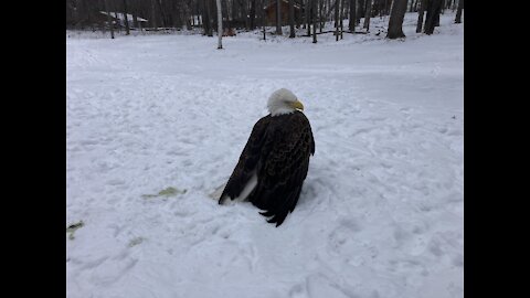 Injured Eagle