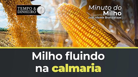 Milho fluindo na calmaria