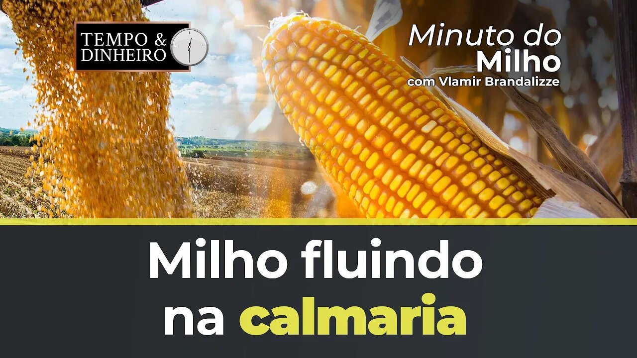Milho fluindo na calmaria