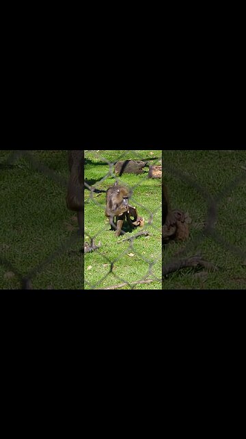 AWWW! 3 Month Old Baby Mandrill Playing With His Mom