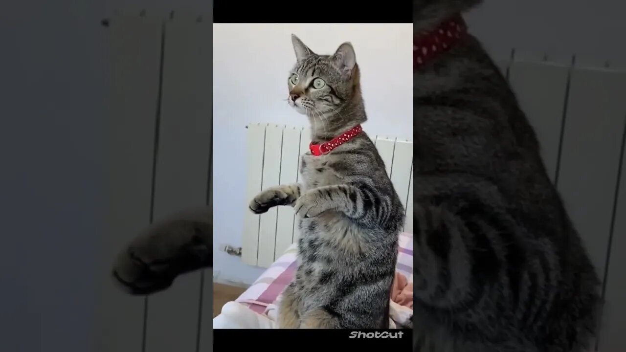 Great Days Are Even Better With Sweet, Adorable, Funny, Derpy Animals!!!