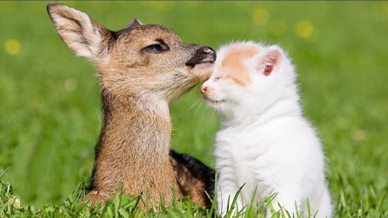 Adorable Baby Deer (Fawn) Hopping, Bouncing, Jumping and Being Happy.