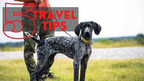 Make Traveling with Your Dog a BREEZE With These 5 Easy TIPS!