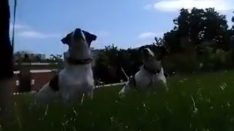 Two Dogs Working Out In The Field