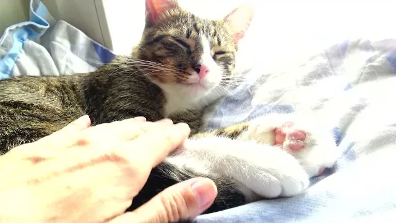 Playing with the Cat's Paw