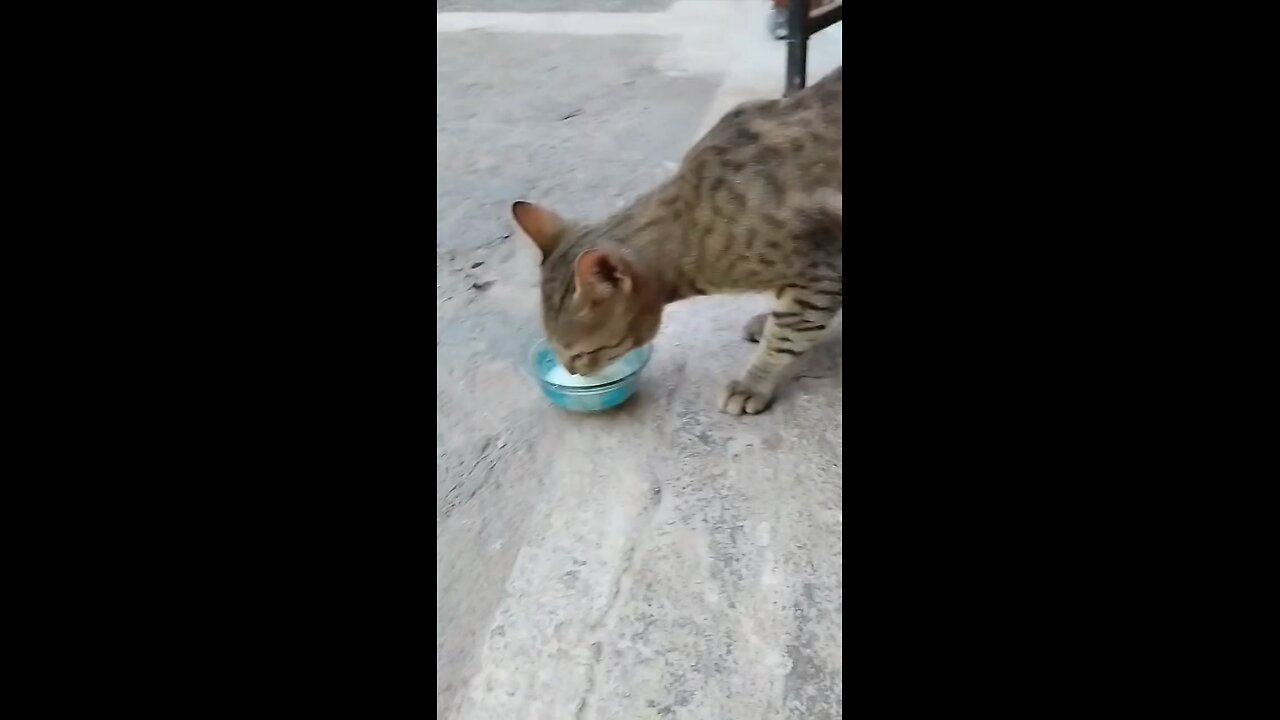 Cat Drinking Milk Very cute