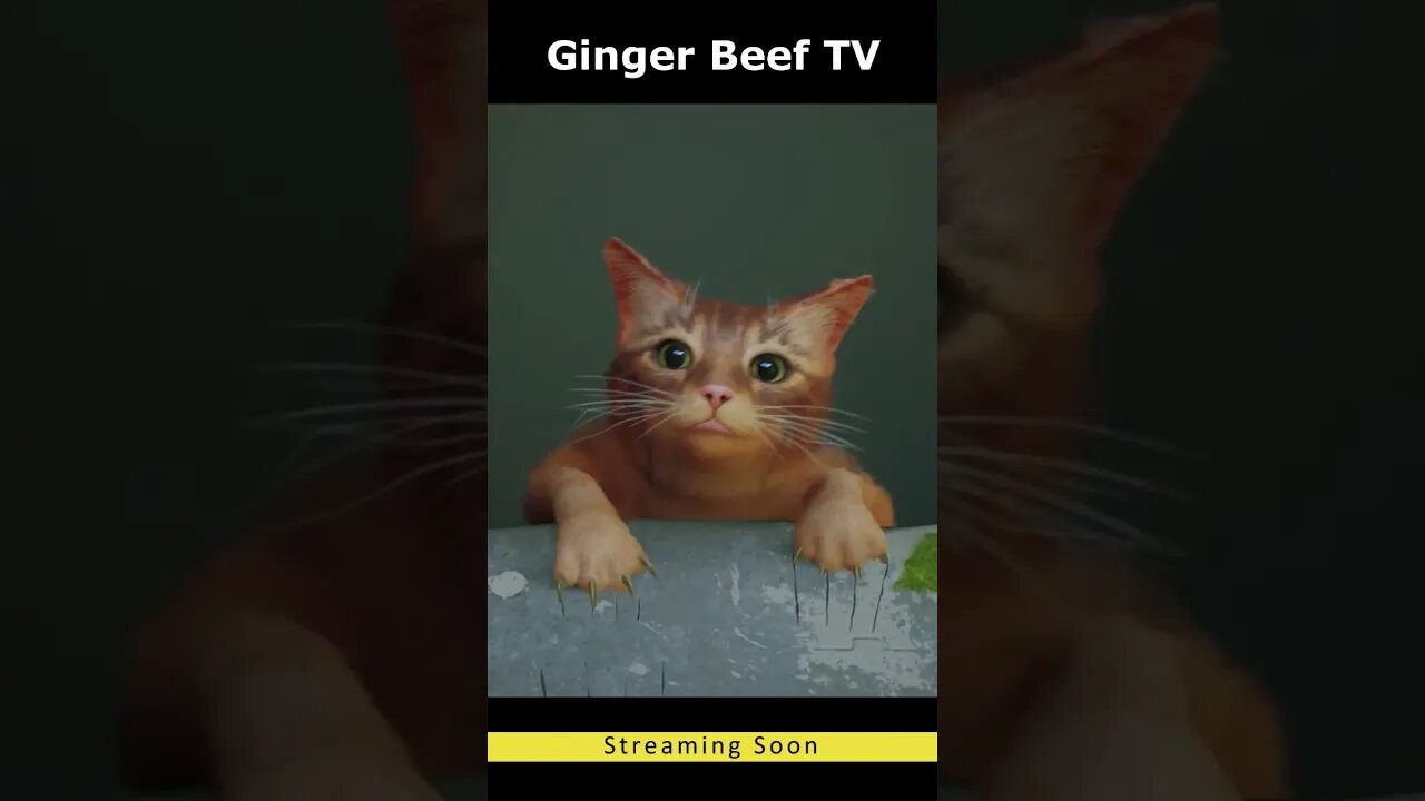 #Stray: The Purrfect Adventure Begins | #GingerBeef's Grand #LiveStreaming Return!