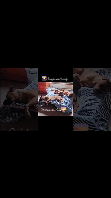 Loving Bearstaring's Rhodesian Ridgeback Crew