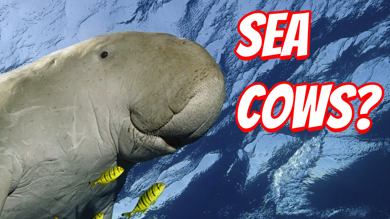 The Amazing ability of the DUGONG!