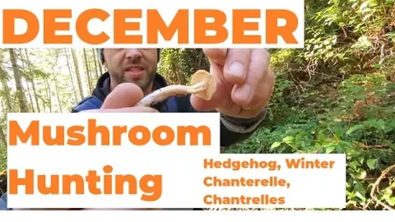 December Mushroom Hunting, Late season finds