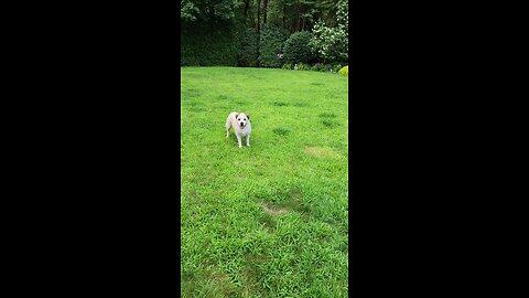 Frisbee time!