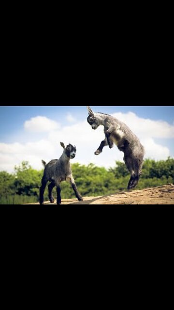 Most Funny and Cute Baby Goat Videos Compilation