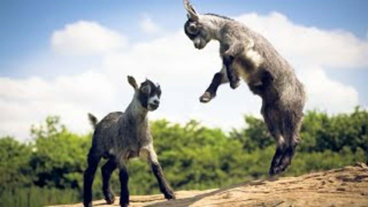 Most Funny and Cute Baby Goat Videos Compilation